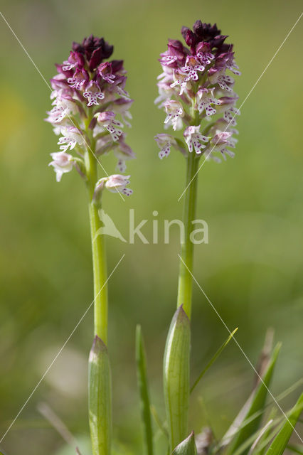 Aangebrande orchis (Neotinea ustulata)