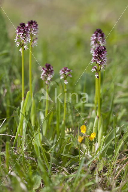 Aangebrande orchis (Neotinea ustulata)