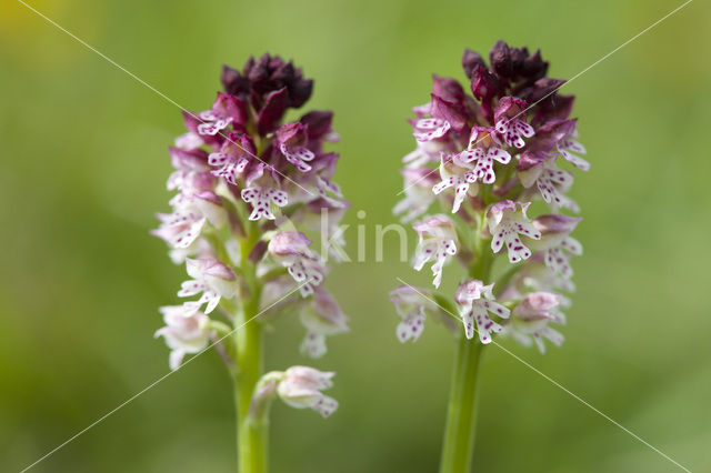 Aangebrande orchis (Neotinea ustulata)