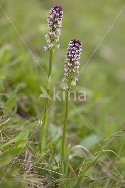 Aangebrande orchis (Neotinea ustulata)