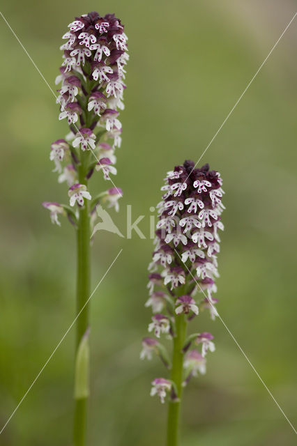 Aangebrande orchis (Neotinea ustulata)