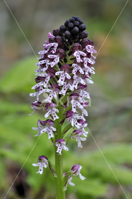 Aangebrande orchis (Neotinea ustulata)