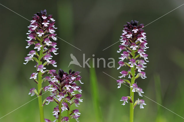 Aangebrande orchis (Neotinea ustulata)