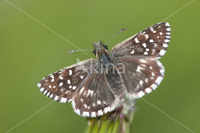 Grizzled Skipper (Pyrgus malvae)