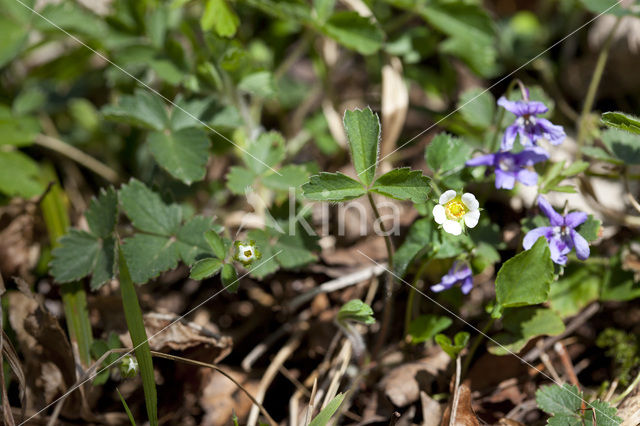 Aardbeiganzerik (Potentilla sterilis)