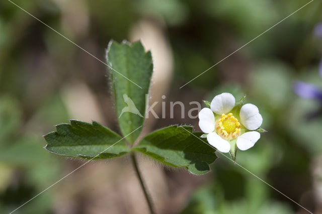 Aardbeiganzerik (Potentilla sterilis)