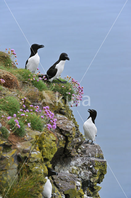 Razorbill (Alca torda)