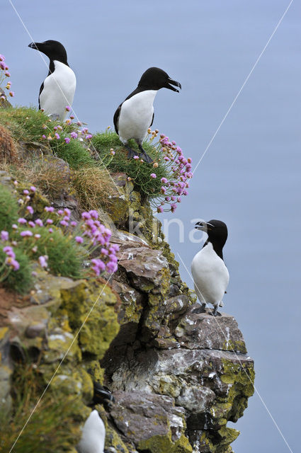 Razorbill (Alca torda)