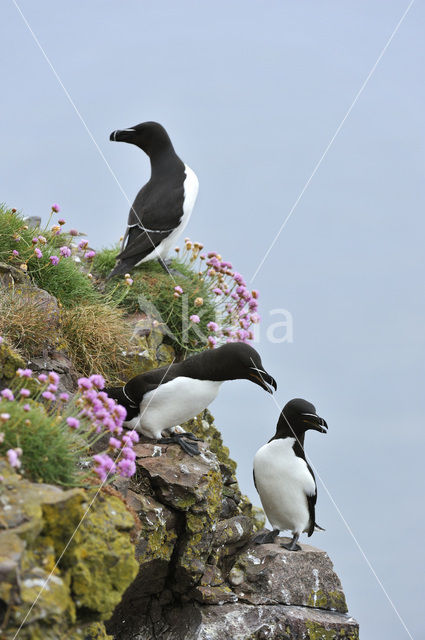 Razorbill (Alca torda)