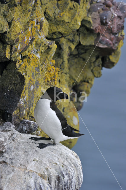 Razorbill (Alca torda)