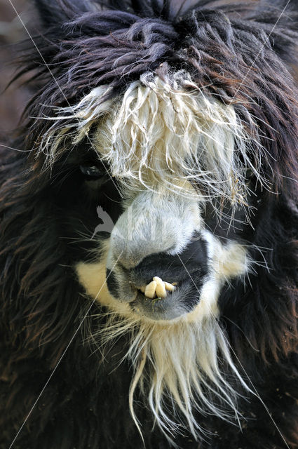 Alpaca (Vicugna pacos)