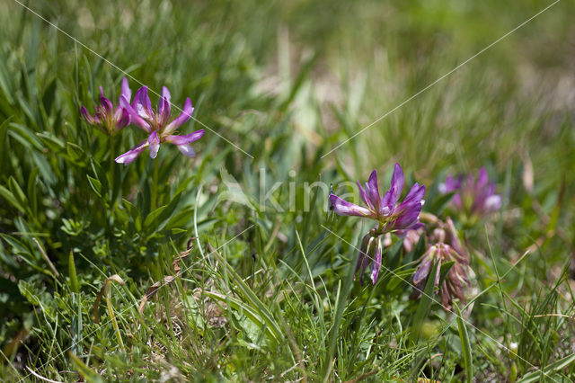 Alpenklaver (Trifolium alpinum)