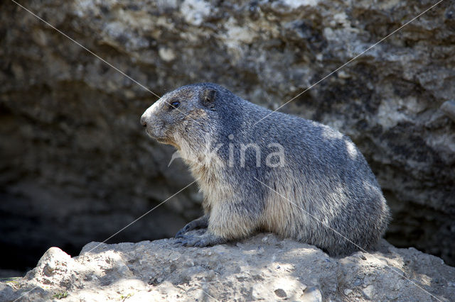 Alpine Marmot (Marmota marmota)