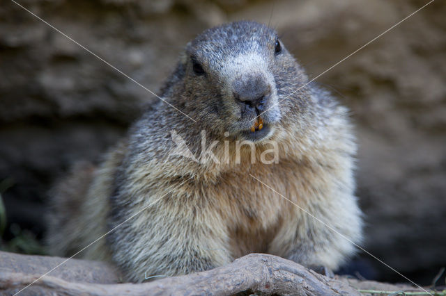 Alpenmarmot