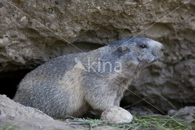 Alpine Marmot (Marmota marmota)