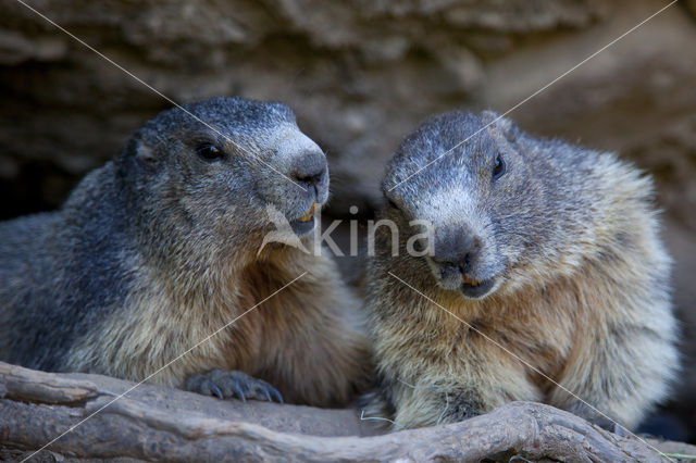 Alpine Marmot (Marmota marmota)