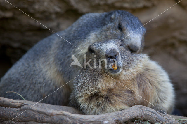 Alpine Marmot (Marmota marmota)