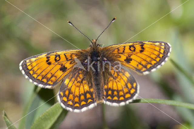 Grisons Fritillary (Melitaea varia)