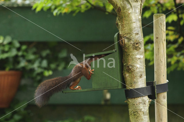 Red Squirrel (Sciurus vulgaris)