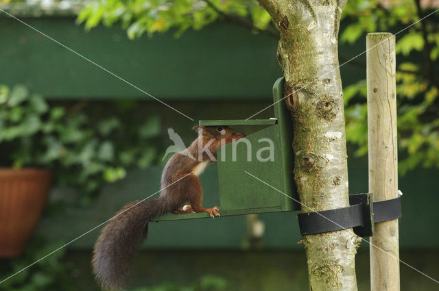 Red Squirrel (Sciurus vulgaris)