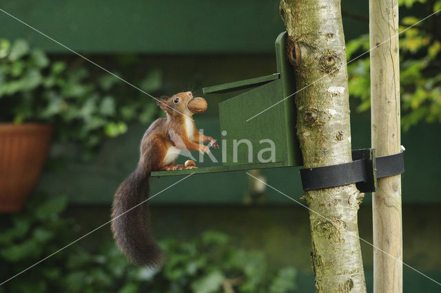 Red Squirrel (Sciurus vulgaris)