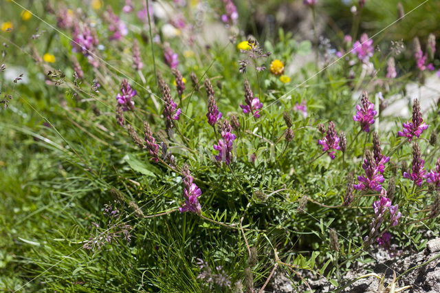 Bergsparcette (Onobrychis montana)