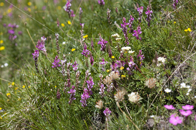 Bergsparcette (Onobrychis montana)