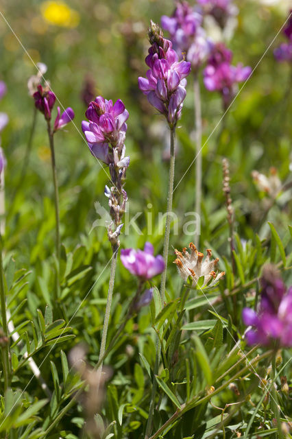 Bergsparcette (Onobrychis montana)