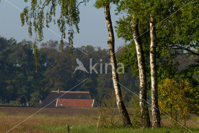 Birch (Betula)