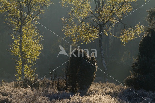 Birch (Betula)