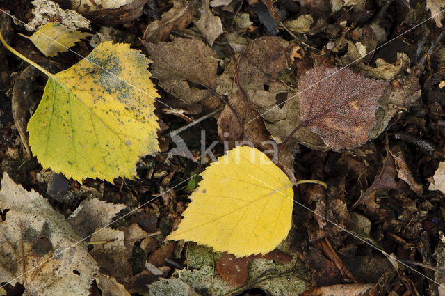 Berk (Betula)