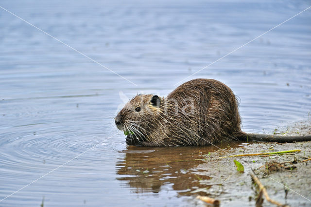 Beverrat (Myocastor coypus)