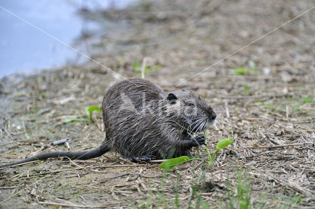 Beverrat (Myocastor coypus)