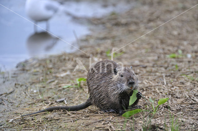 Beverrat (Myocastor coypus)