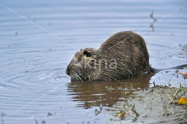 Beverrat (Myocastor coypus)