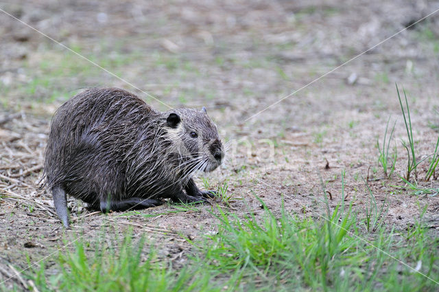 Beverrat (Myocastor coypus)