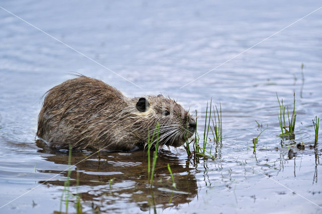 Beverrat (Myocastor coypus)