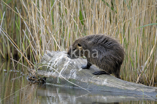 Beverrat (Myocastor coypus)