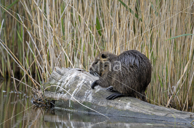 Beverrat (Myocastor coypus)