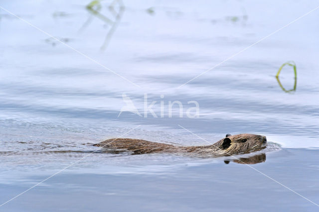 Beverrat (Myocastor coypus)