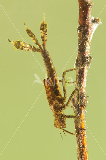 Blauwe breedscheenjuffer (Platycnemis pennipes)