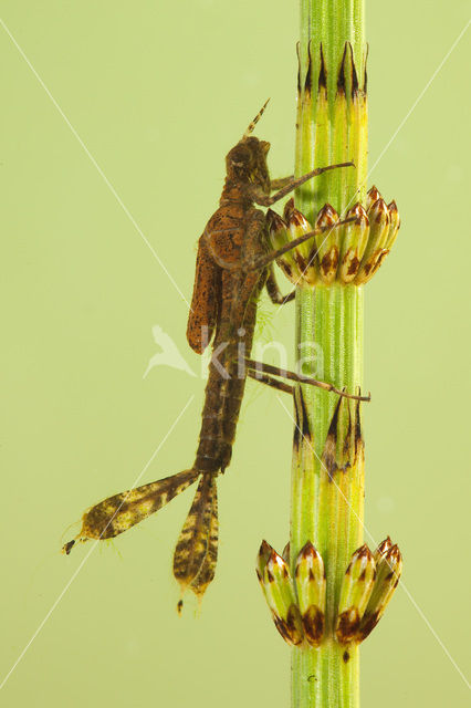 White-legged Damselfly (Platycnemis pennipes)