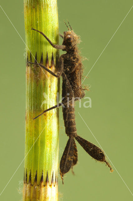 White-legged Damselfly (Platycnemis pennipes)