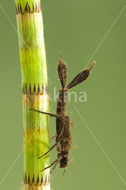 Blauwe breedscheenjuffer (Platycnemis pennipes)