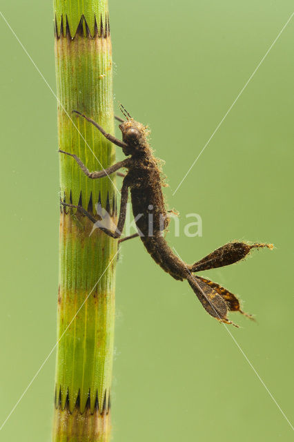 Blauwe breedscheenjuffer (Platycnemis pennipes)