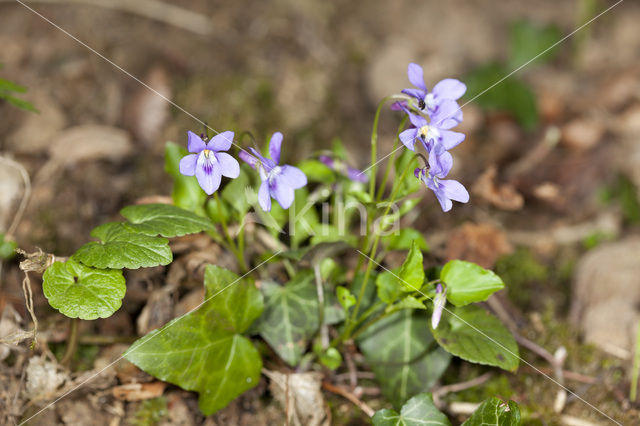 Bleeksporig bosviooltje (Viola riviniana)