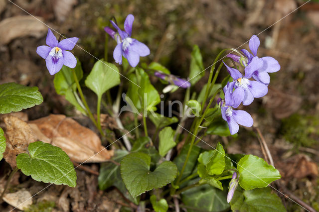 Common Dog-violet (Viola riviniana)