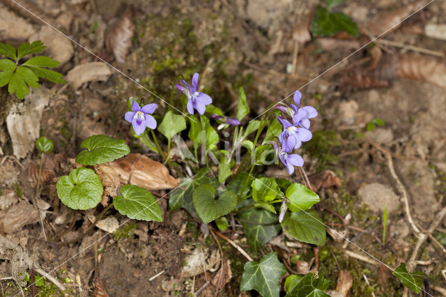 Bleeksporig bosviooltje (Viola riviniana)