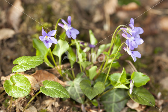 Common Dog-violet (Viola riviniana)