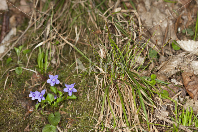 Common Dog-violet (Viola riviniana)